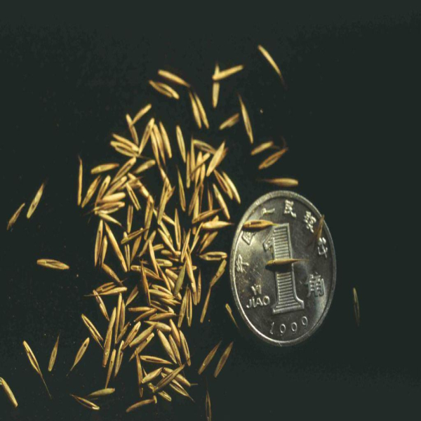 五常专业高枝剪厂家